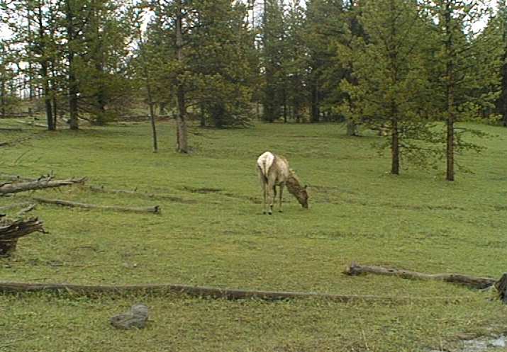 Deer.jpg (54371 bytes)