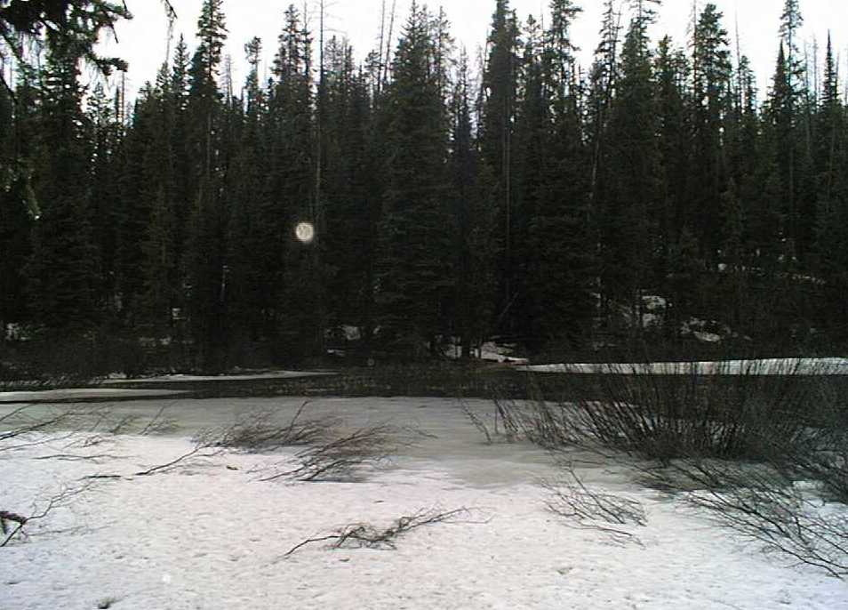 Trees.jpg (76242 bytes)